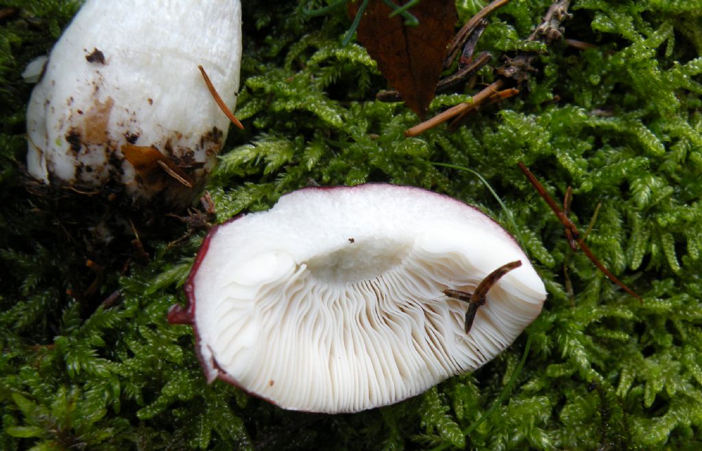 Potrebbe essere Russula emetica?